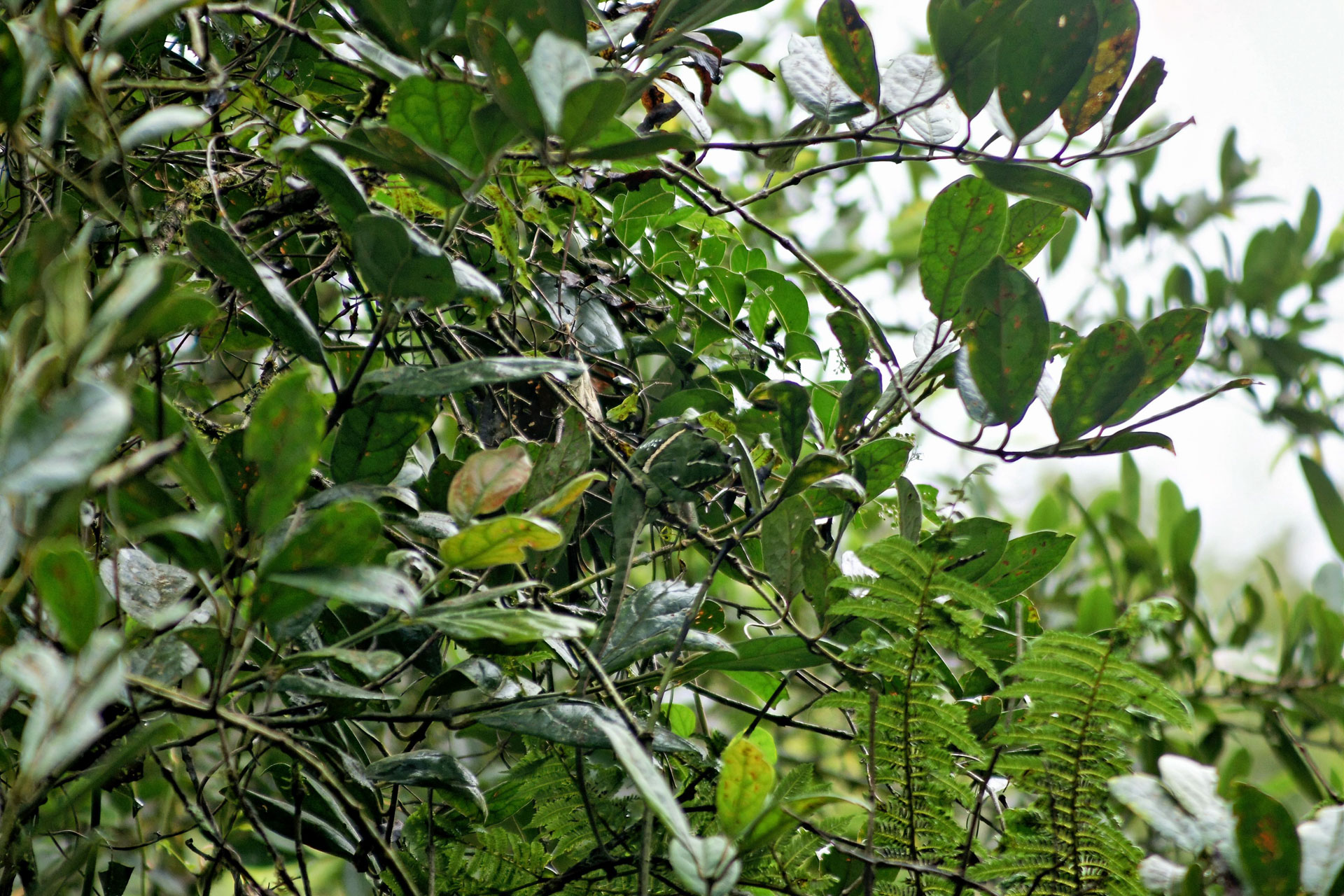 Auch hier entdeckt nur das geschulte Auge das Chamäleon